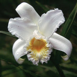 Gold and Silver/White Chakra -Sobralia Setigera