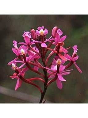 Andean Orchids: Eternal Youth