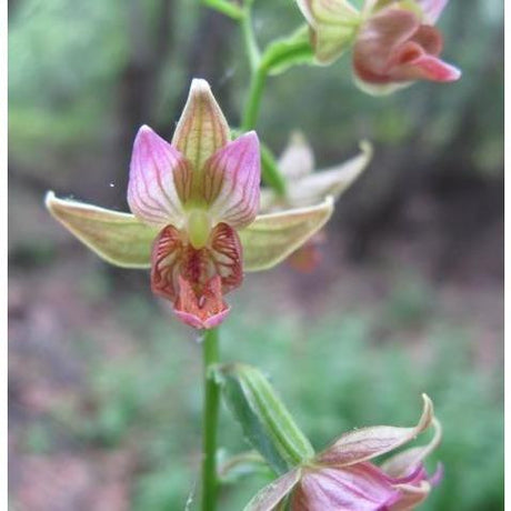 Flower Essence Pituitary Master