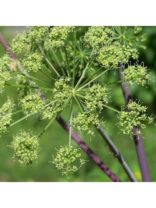 Flower Essences Flower Essence - Angelica
