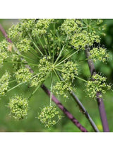 Flower Essences Flower Essence - Angelica