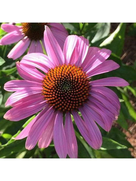Flower Essences Flower Essence - Chakra Alignment
