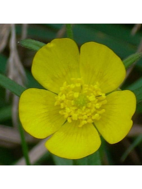 Flower Essences Flower Essence - Cinquefoil