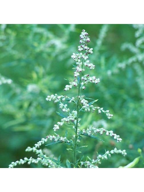 Flower Essences Flower Essence - Clearing