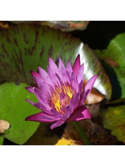 Flower Essences Flower Essence - Crown Chakra