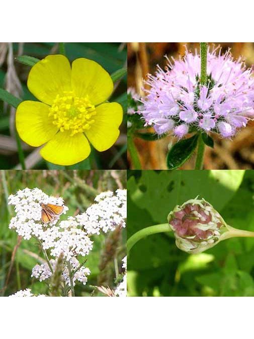 Flower Essences Flower Essence - Emergency Protection
