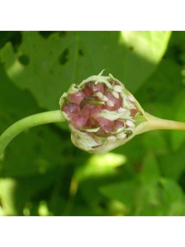 Flower Essence - Garlic