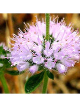 Flower Essences Flower Essence - Pennyroyal
