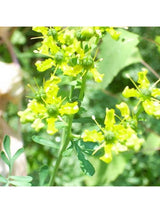 Flower Essences Flower Essence - Protection Blend
