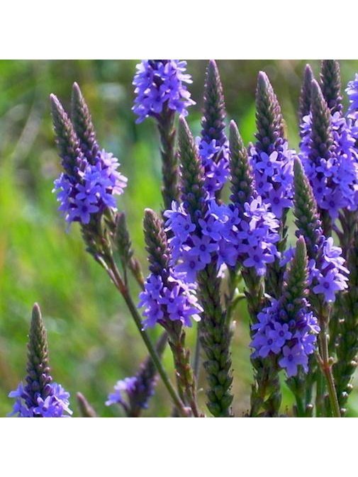 Flower Essences Flower Essence - Relax