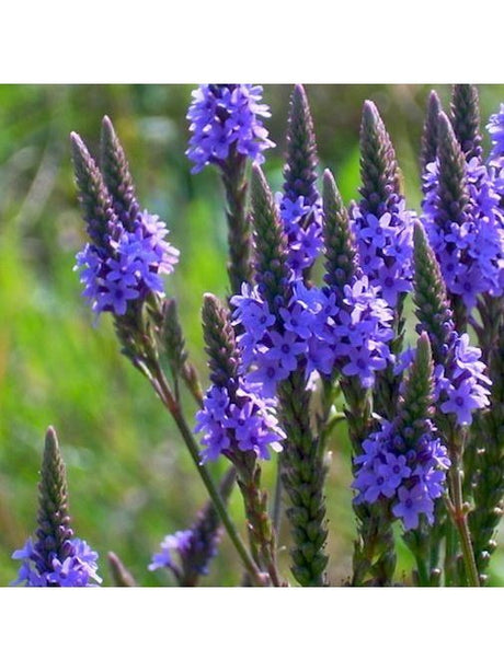 Flower Essences Flower Essence - Relax