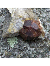 Flower Essences Flower Essence - Root Chakra