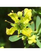 Flower Essences Flower Essence - Rue