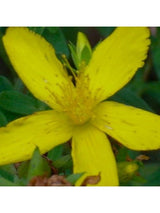 Flower Essences Flower Essence - St. John's Wort