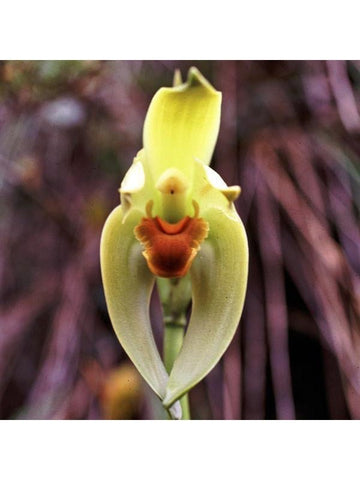 Andean Orchids: Ancient Wisdom