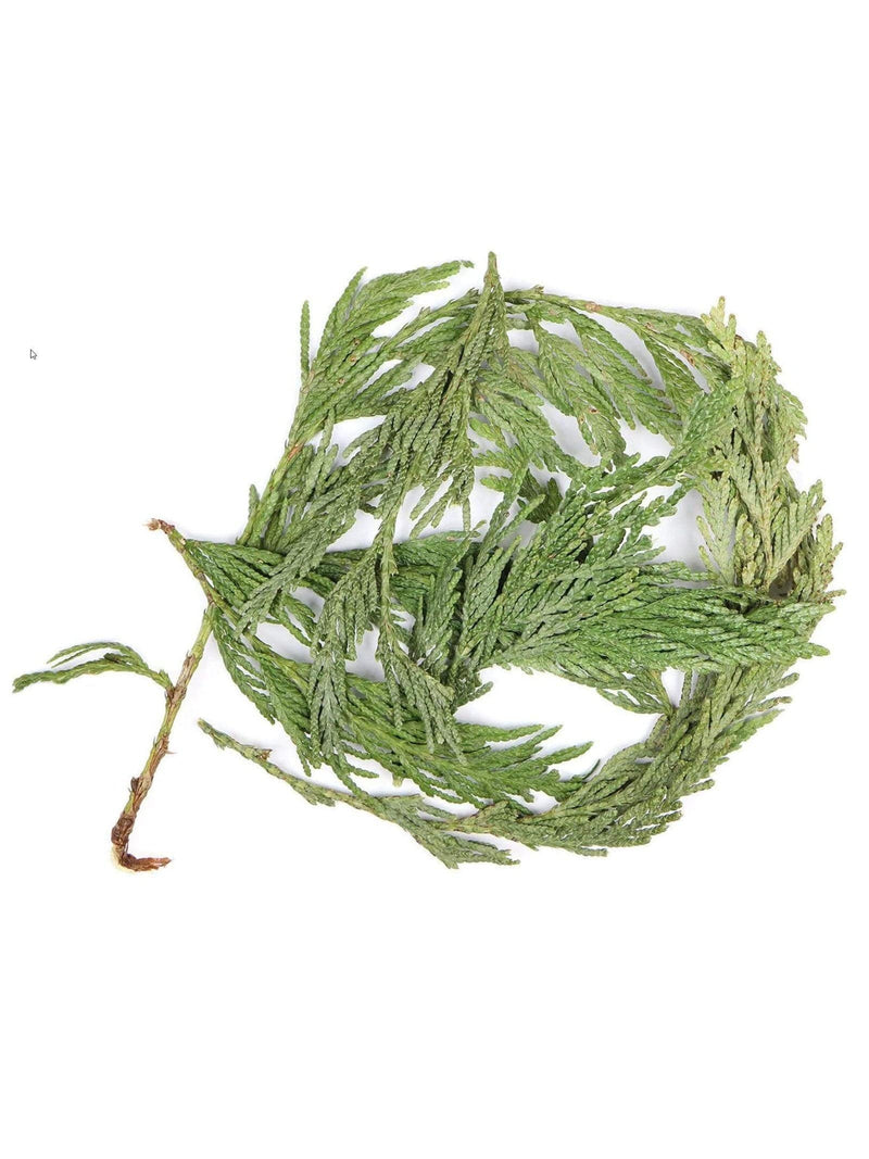 Cedar - Loose Leaf & Clusters - BULK per pound