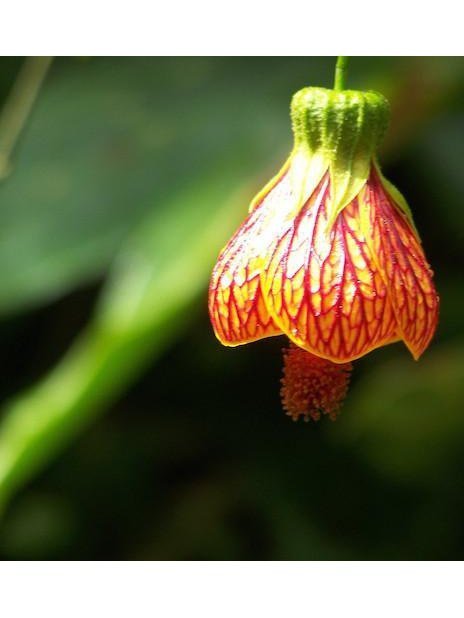 Peruvian Gem & Flower Essence - Andean Bellflower