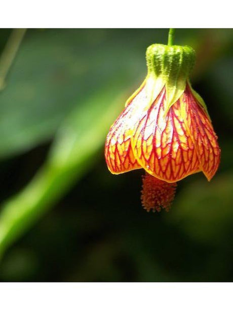 Peruvian Gem & Flower Essence - Andean Bellflower
