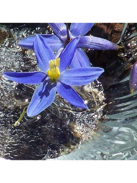 Peruvian Gem & Flower Essence - Blue Mountain Flax