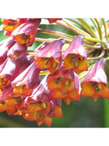 Peruvian Gem & Flower Essence - Bomarea