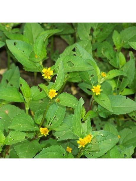 Peruvian Gem & Flower Essence - Boton De Oro