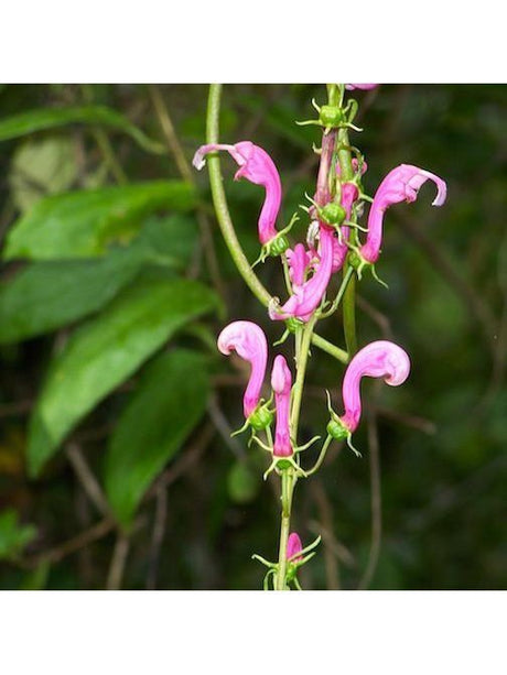 Peruvian Gem & Flower Essence - Camu Camu