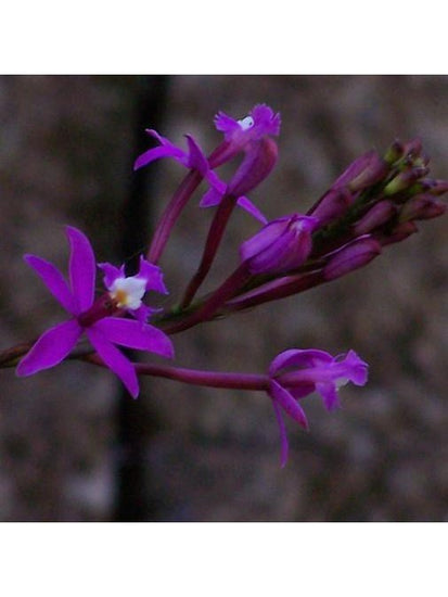 Peruvian Gem & Flower Essence - Epidendrum Obrienianum