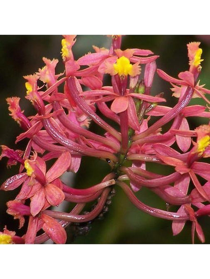 Peruvian Gem & Flower Essence - Epidendrum Secundum
