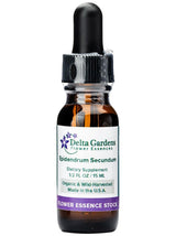 Peruvian Gem & Flower Essence - Epidendrum Secundum