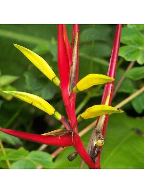 Peruvian Gem & Flower Essence - Heliconia
