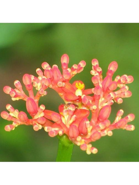 Peruvian Gem & Flower Essence - Piñon Braseleyo