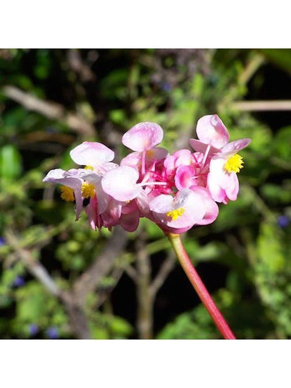 Peruvian Gem & Flower Essence - River Begonia