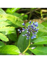 Peruvian Gem & Flower Essence - Segria