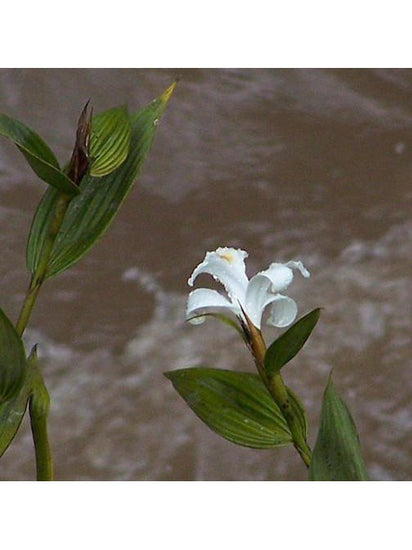 Peruvian Gem & Flower Essence - Sobralia Blanco