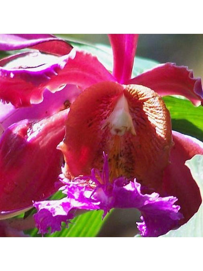 Peruvian Gem & Flower Essence - Sobralia Dichotoma