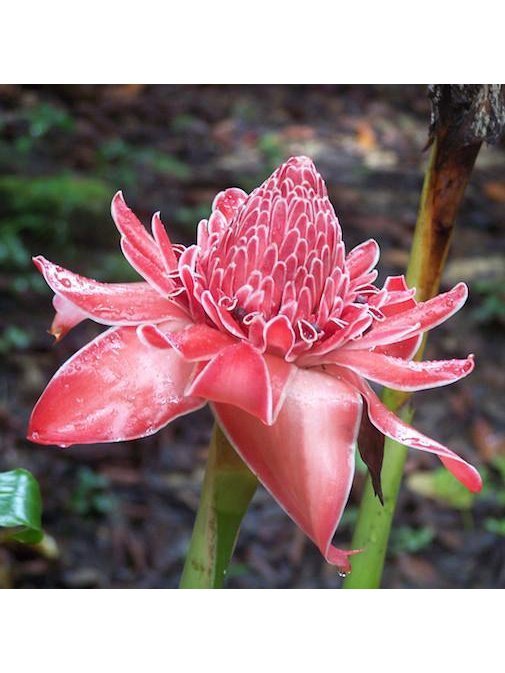 Peruvian Gem & Flower Essence - Torch Ginger