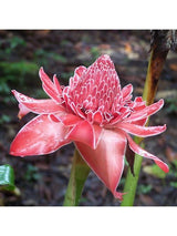 Peruvian Gem & Flower Essence - Torch Ginger