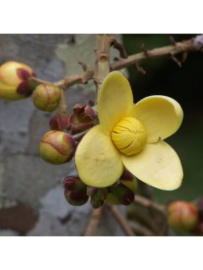 Peruvian Gem & Flower Essence - Wild Mango