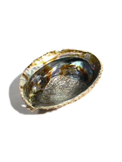 Abalone Shell | AS02-Large