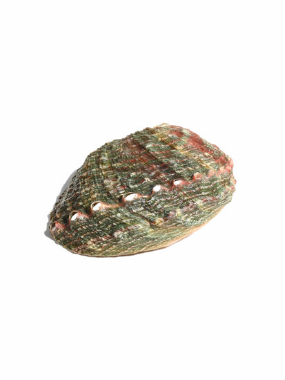 Abalone Shell | AS02-small