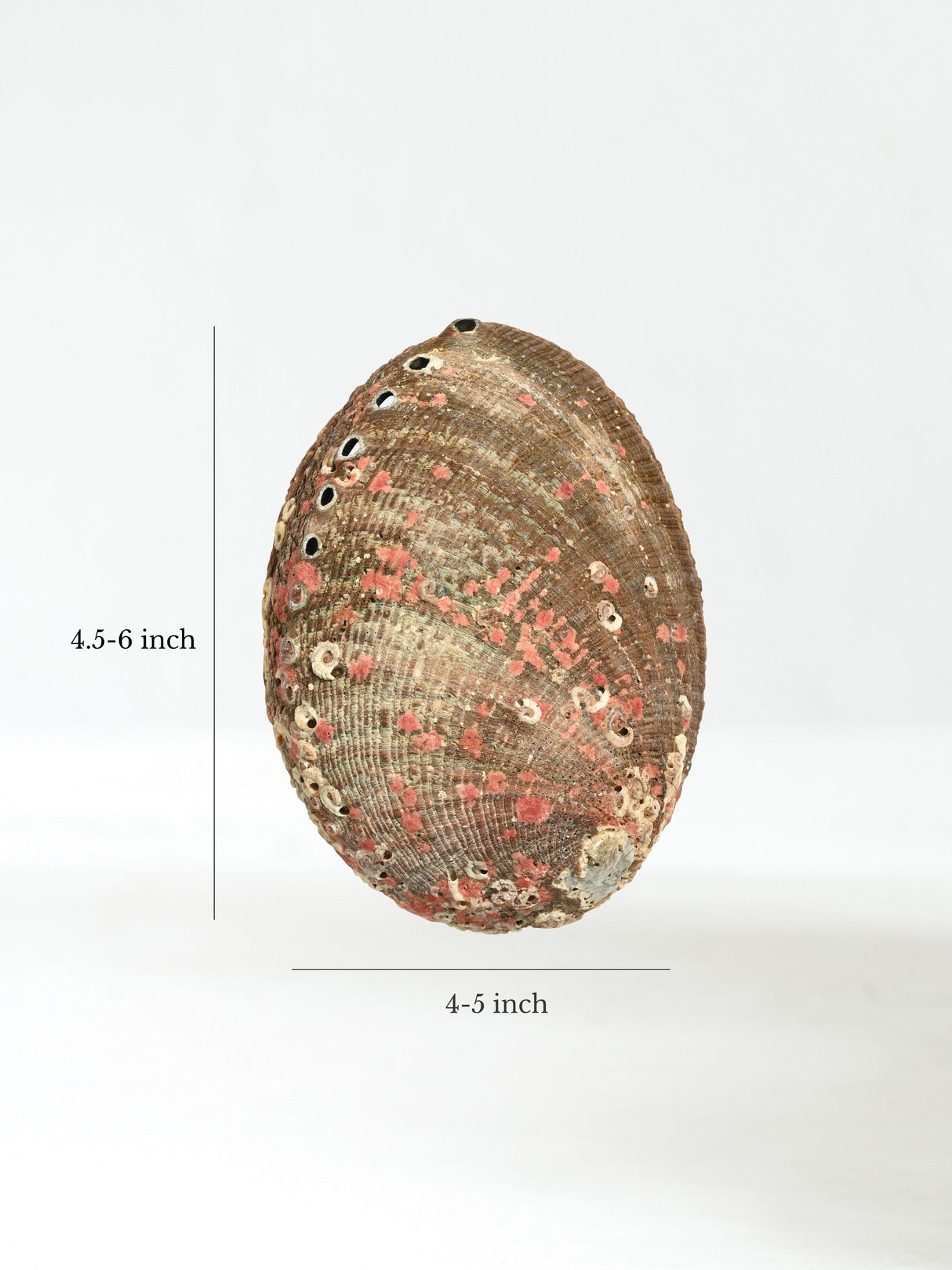 Abalone Shell | AS02-reg