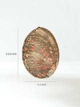 Abalone Shell | AS02-reg