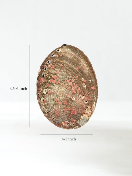 Abalone Shell | AS02-reg