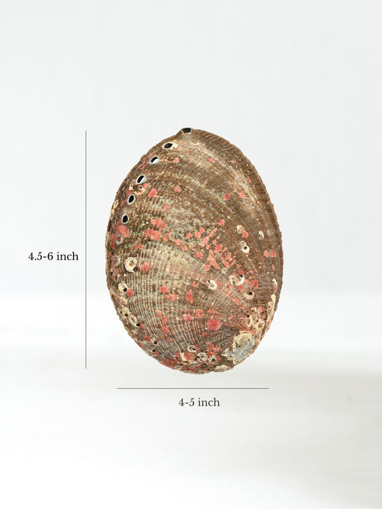 Abalone Shell | AS02-reg | Medium | Shamans Market