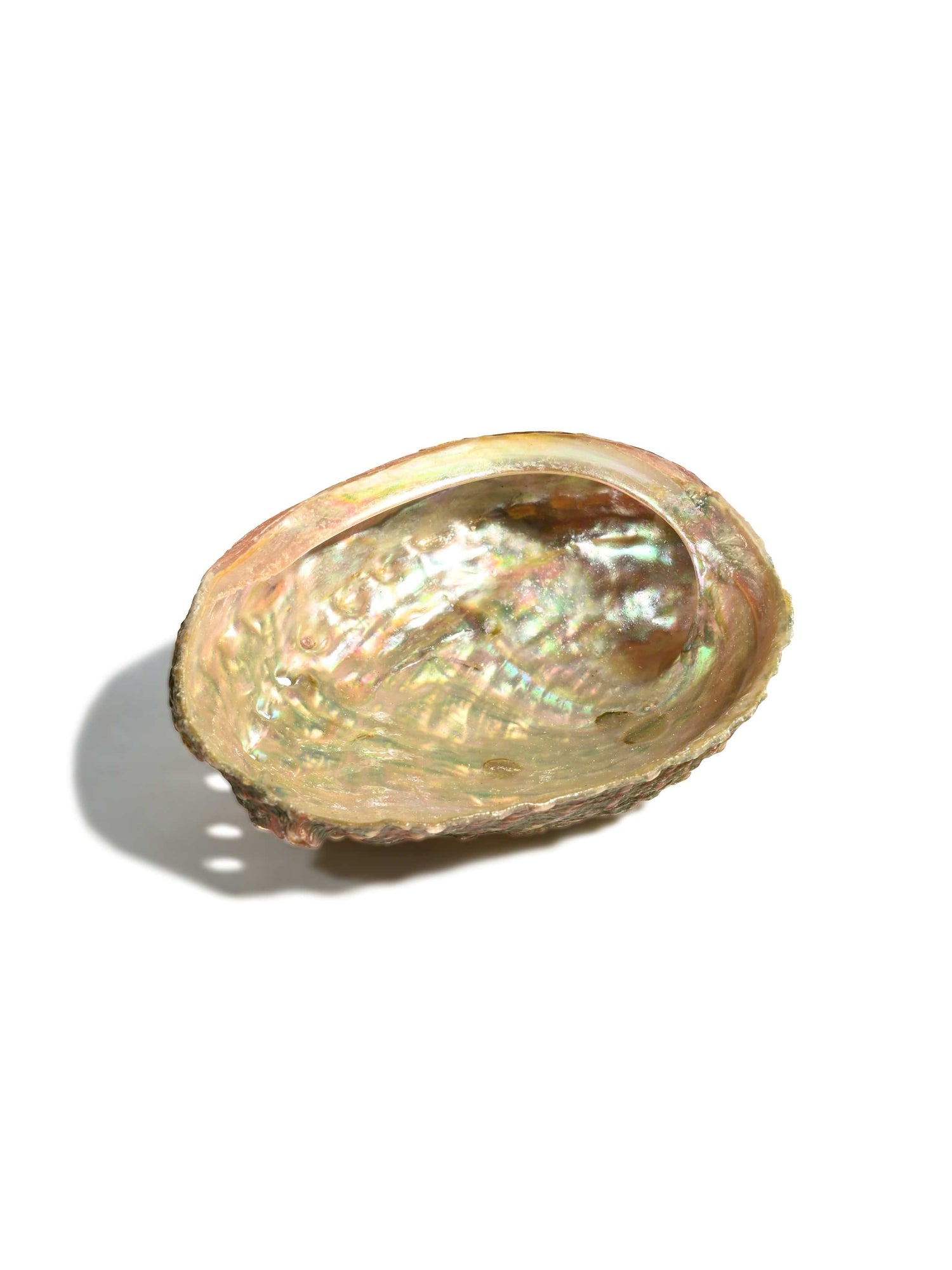 Albourne Shell Abalone Shell - Shamans Market