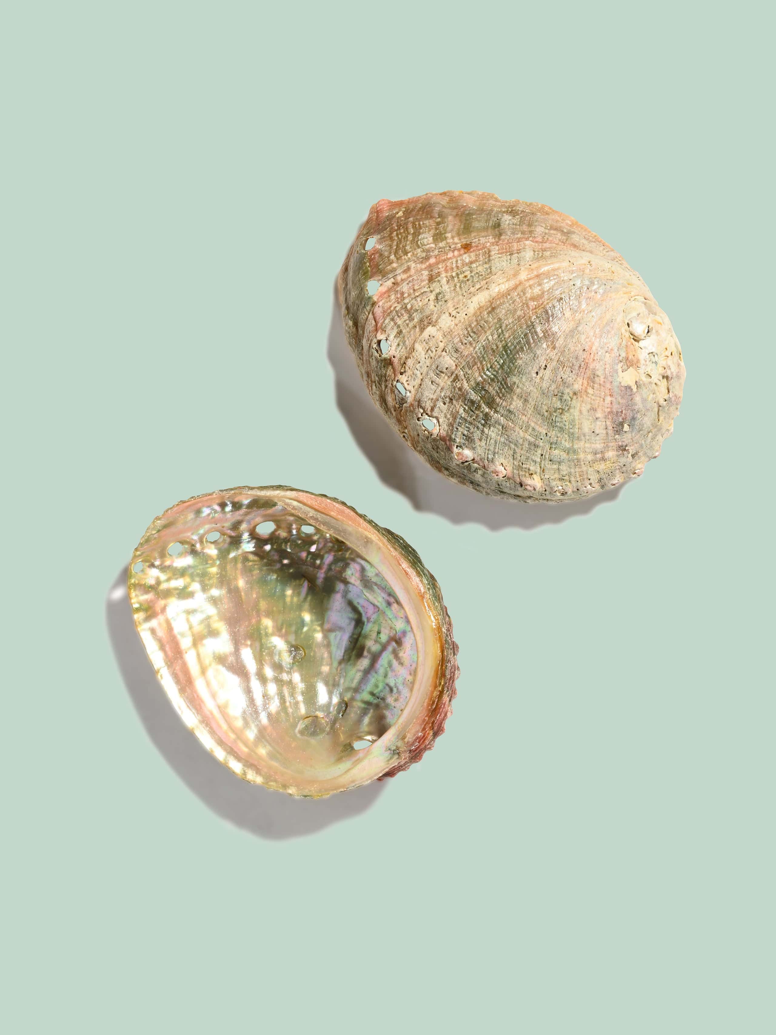 Abalone Shell | AS02-small | Shamans Market