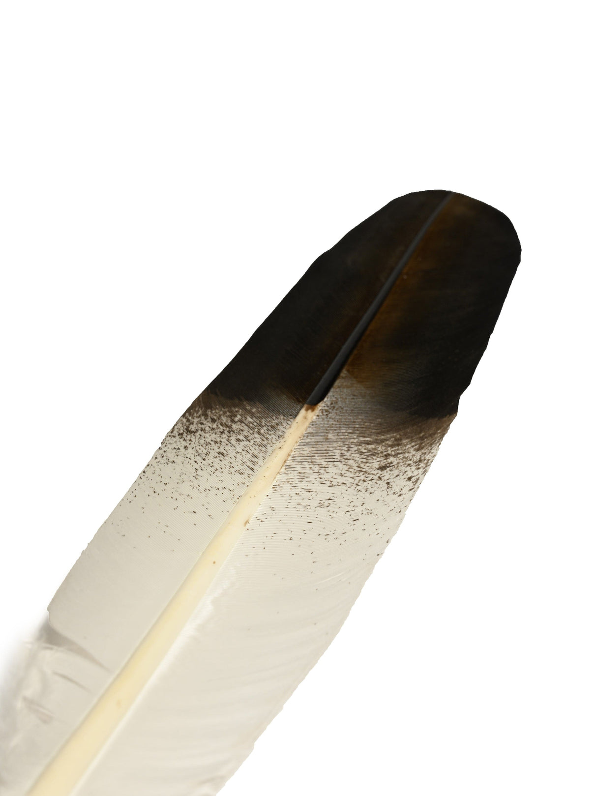 Feather - Imitation Immature Golden Eagle - Tail