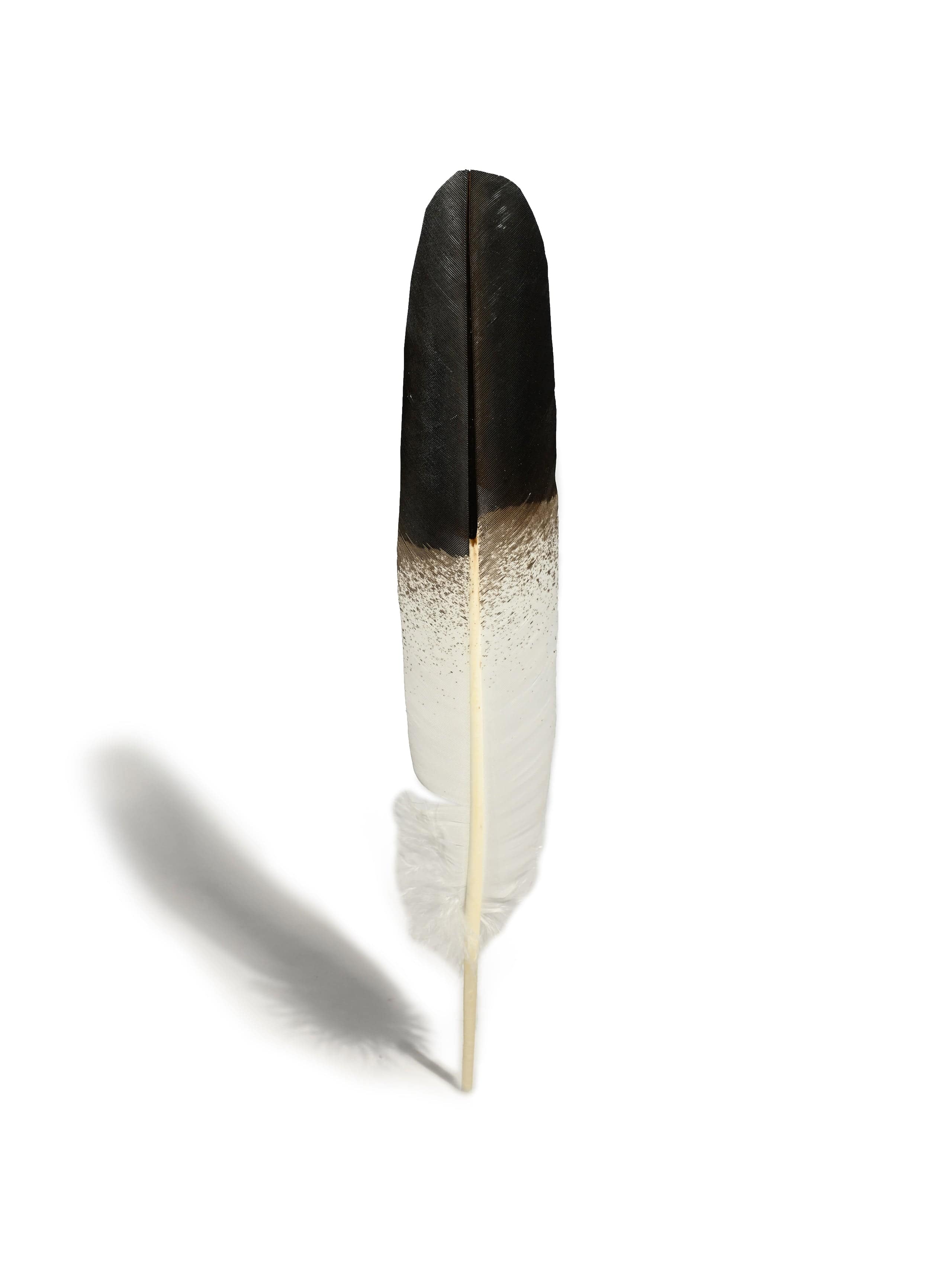 Large Natural Eagle Feather, Carnival Decoration, Black Feather